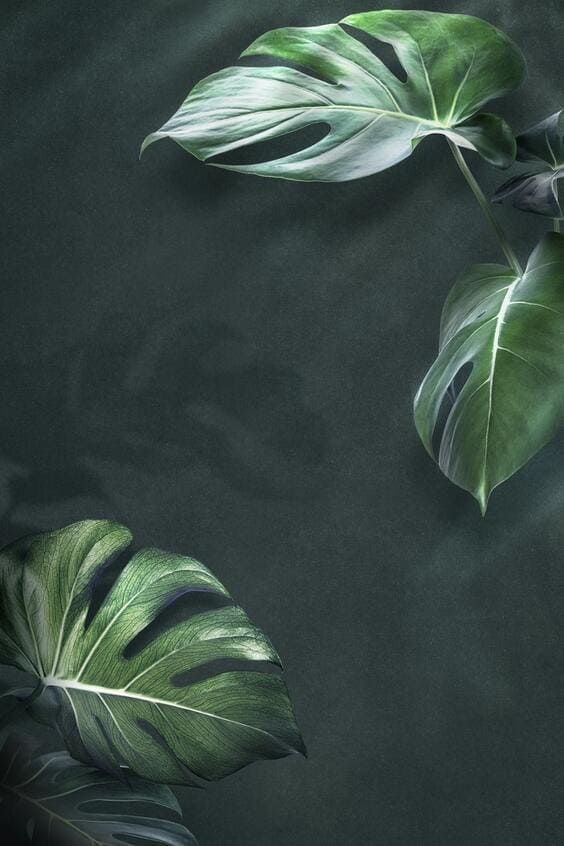 aesthetic tropical mobile background images for iphone 