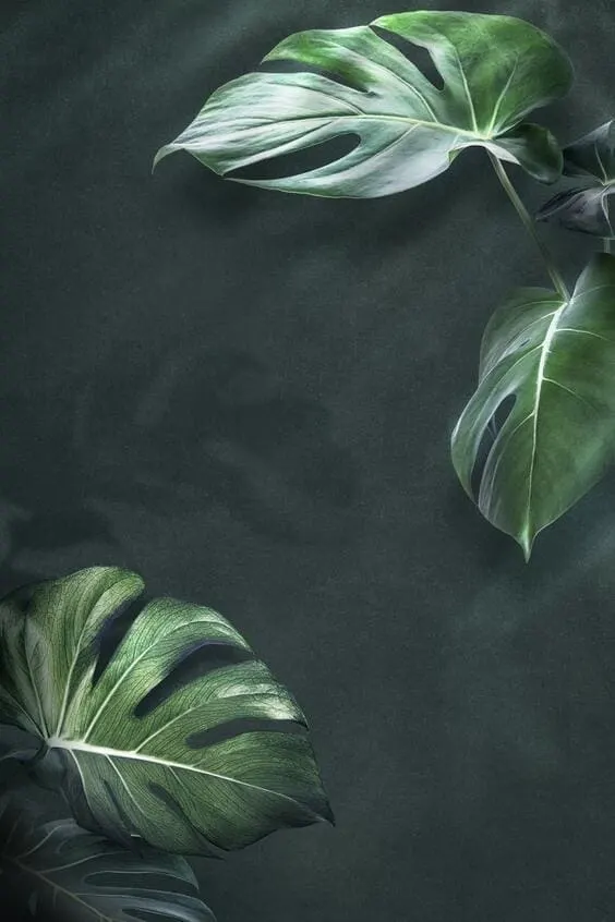 aesthetic tropical mobile background images for iphone 