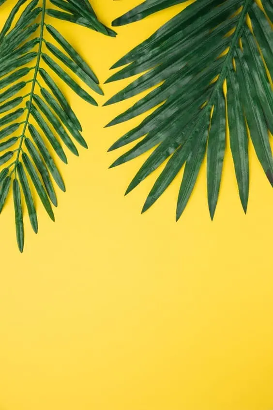 75 Tropical Wallpapers Free For Your Mobile Phone - Everything Abode