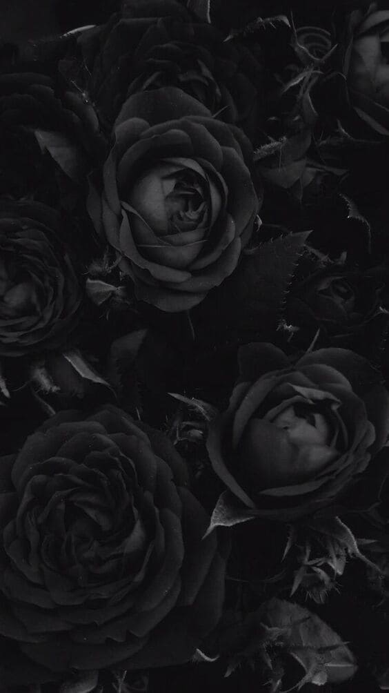 dark black roses on black wallpaper background
