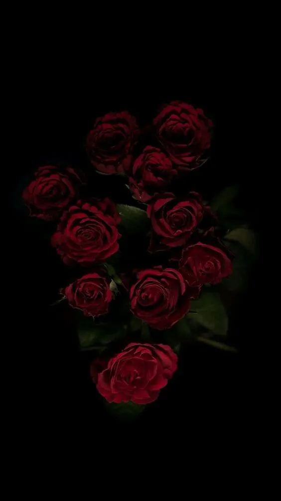dark red roses black wallpapers