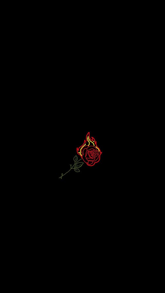 dark red rose on black background wallpaper