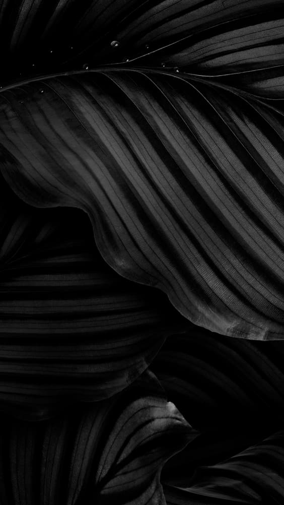 black palm leaves iphone wallpaper