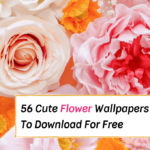 flower iphone wallpapers, flower backgrounds for iphone, floral wallpapers