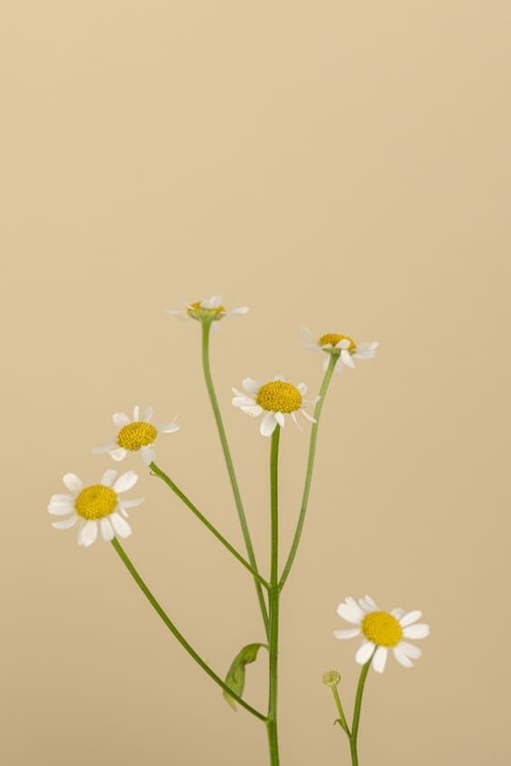 Daisy's wallpaper with beige background