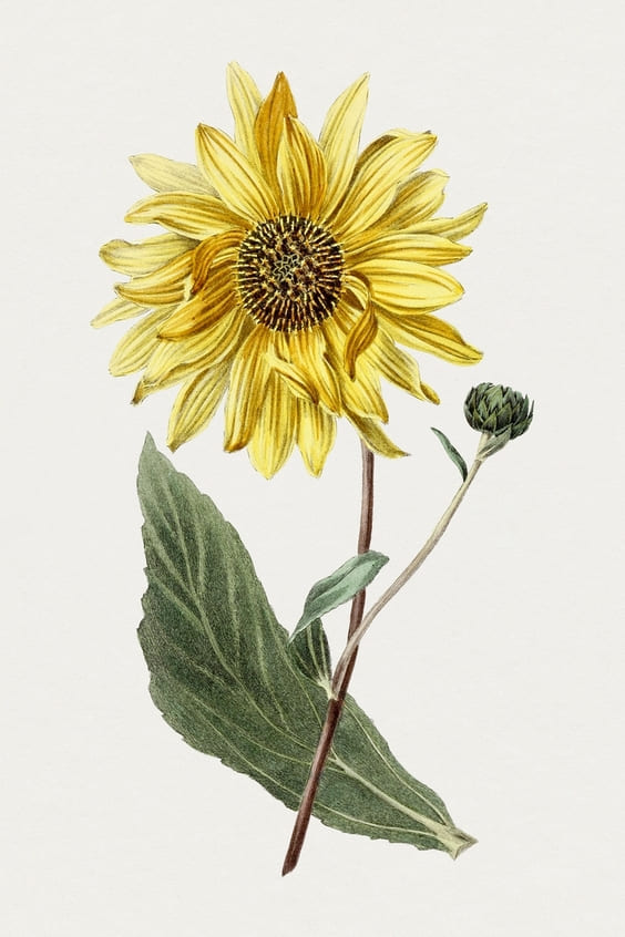 Bright yellow sunflower sketch with white background wallpaper for iphone