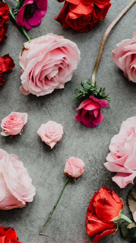 Stems of roses on gray background wallpaper.