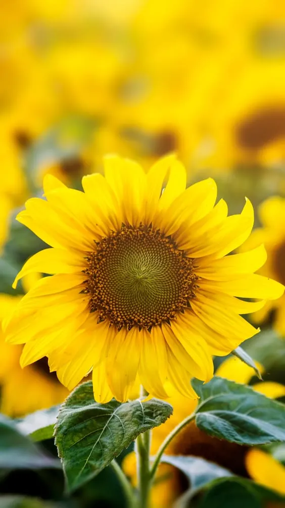 up-close picture of a bright yellow sunflower.