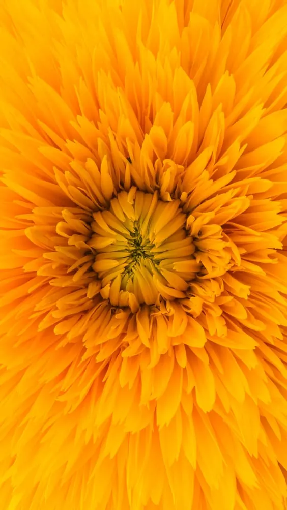 Close up of a yellow wildflower wallpaper for mobile background.