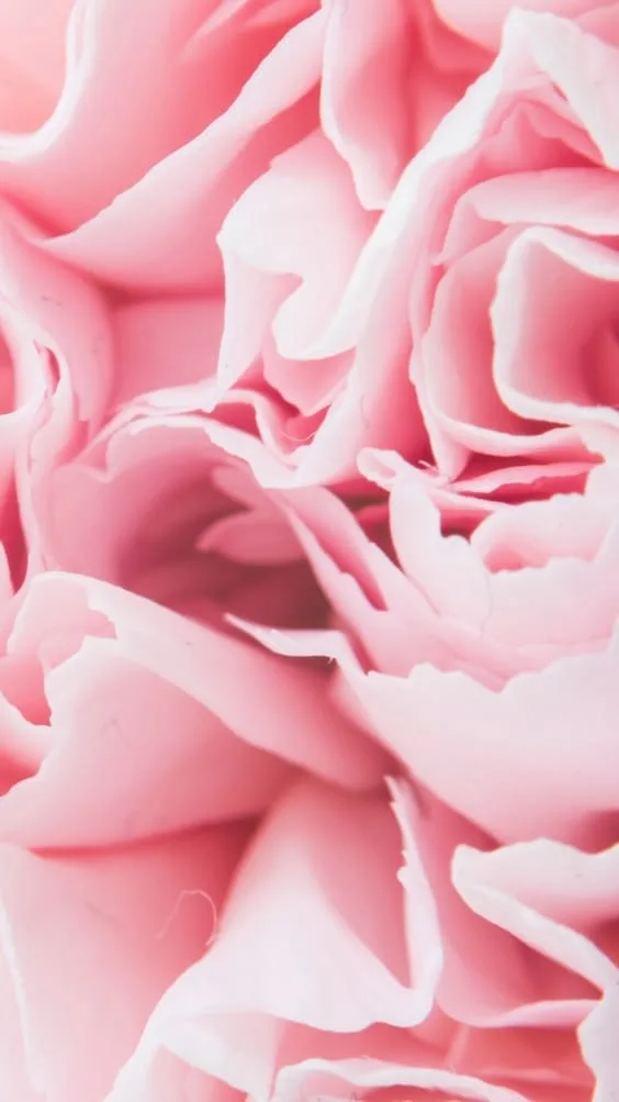 zoomed in close up of pink flower petals wallpaper.