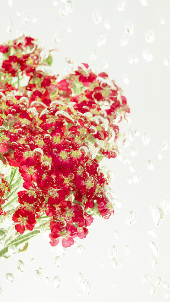 Bright red flowers with light background iphone wallpaper.