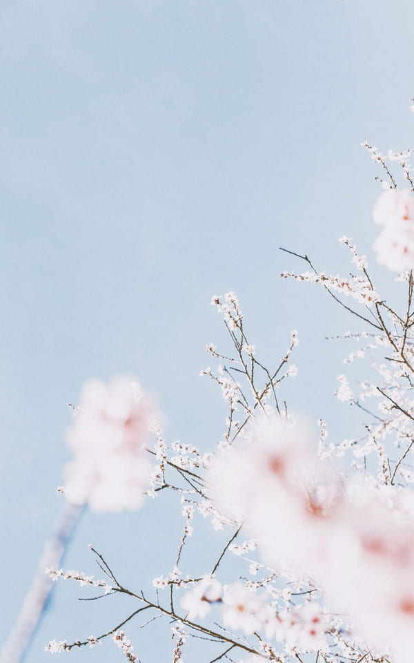 Crisp spring blue sky with pastel cherry blossoms