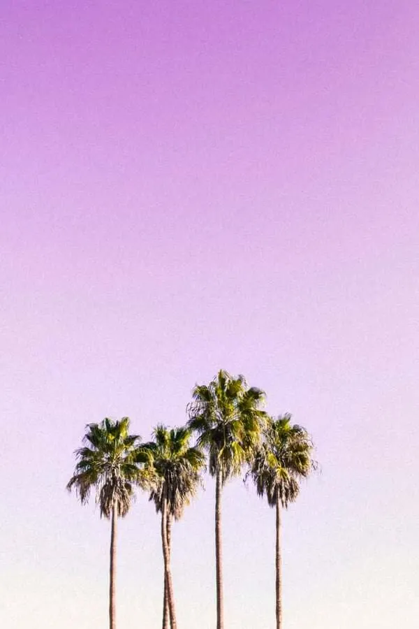 pink ski in California with palm trees