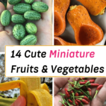 Cute Miniature Dwarf Vegetables & Fruit Plants For Tiny Gardens