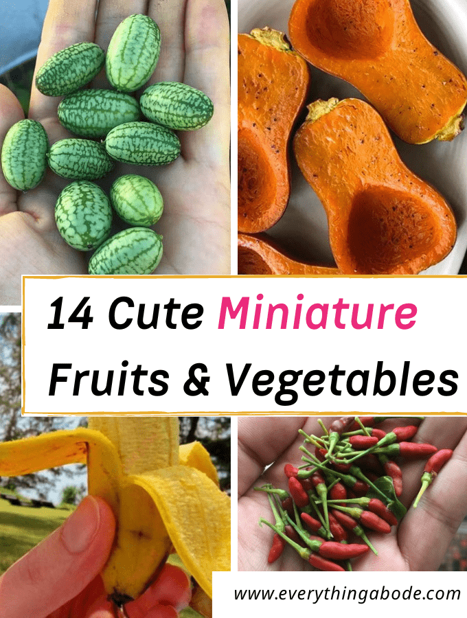 Cute Miniature Dwarf Vegetables & Fruit Plants For Tiny Gardens