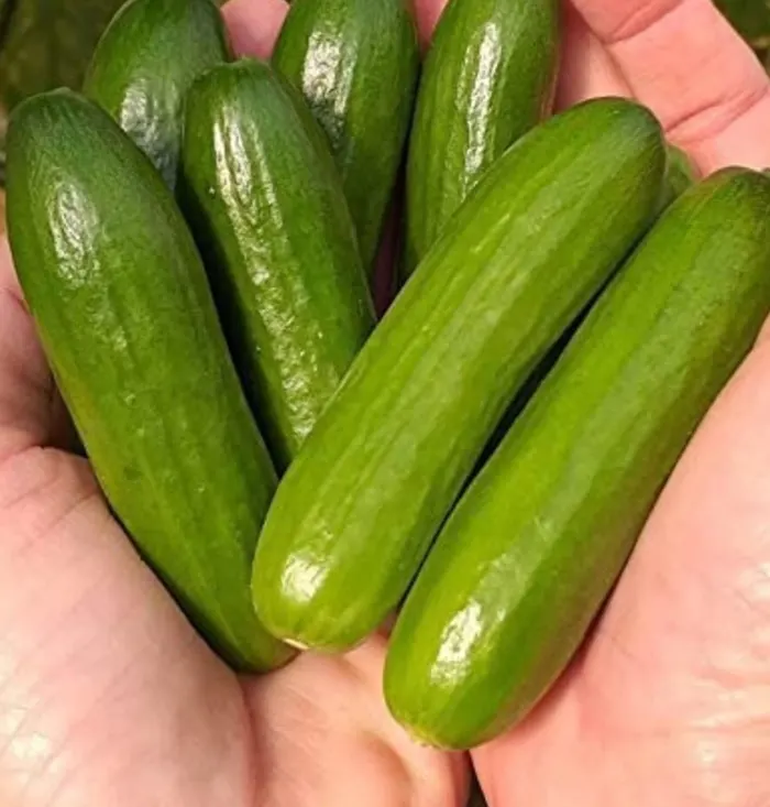 Green finger cucumbers. cucumbers to grow in small gardens
