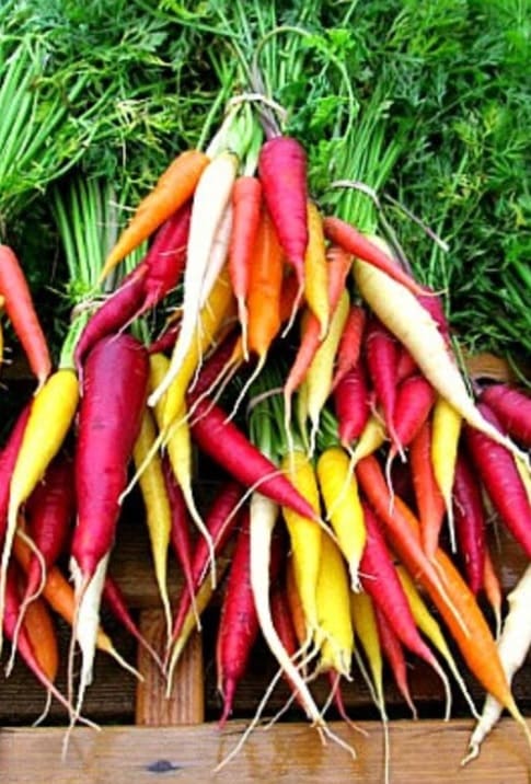 Little finger tiny carrots
