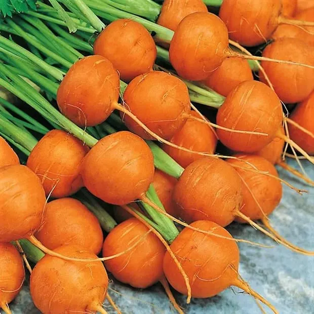 Parisian carrot