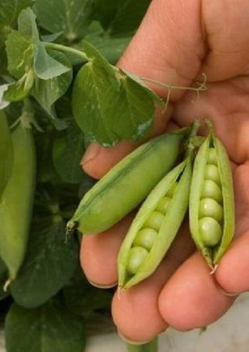 Tom Thumb peas are mini pea plants to grow in small gardens 
