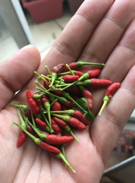 birds eye peppers for container gardens, small and tiny in hand
