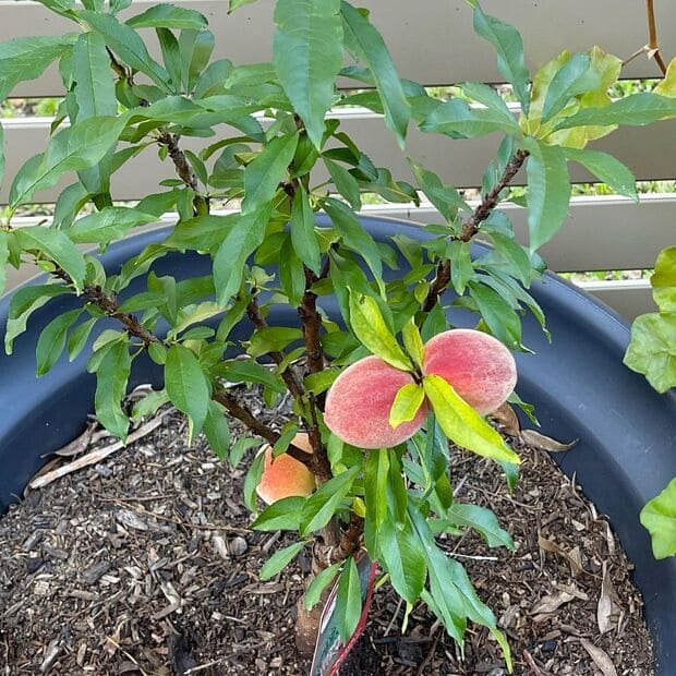 14 Cute Miniature Dwarf Vegetables Fruit Plants For Tiny Gardens 