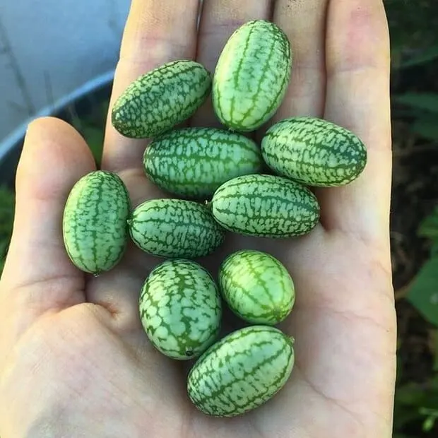 mini cucumbers from mexico