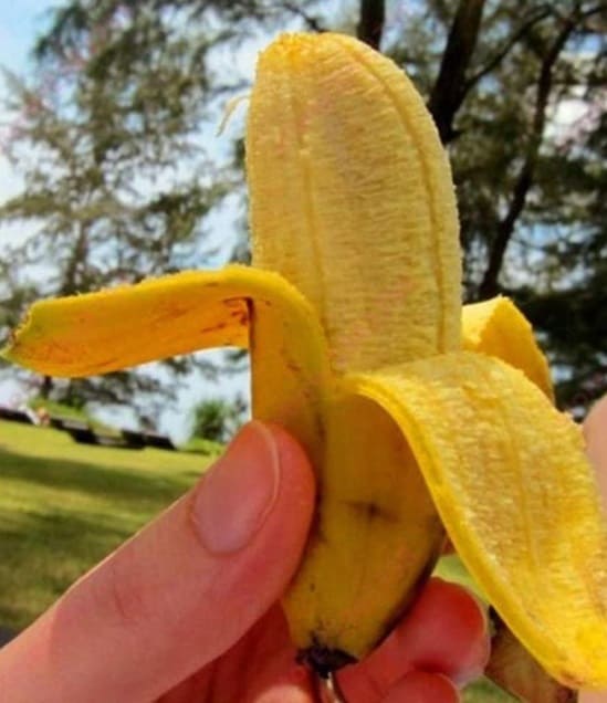 mini baby dwarf banana held in fingers 