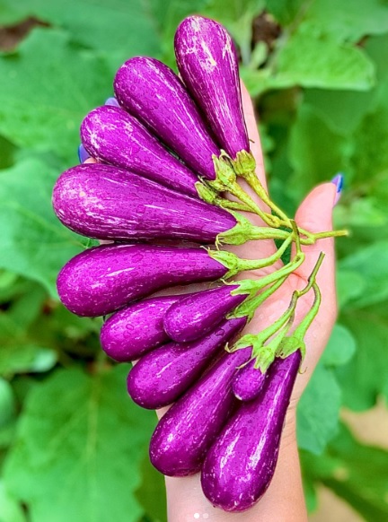 mini eggplants purple