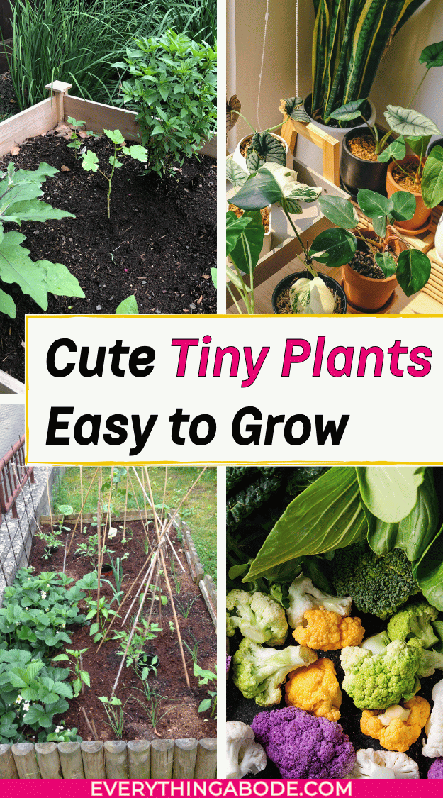 miniature vegetable plants