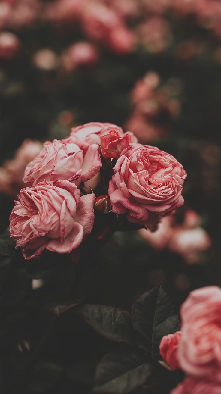 Beautifully contrasting rose wallpapers for iPhone in 2023  iGeeksBlog