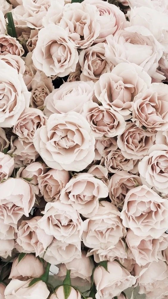 50 Aesthetic Rose iPhone Wallpapers Free Downloads