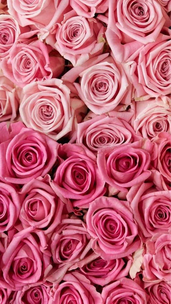 22+ Beautiful Rose Wallpaper iPhone Backgrounds - Everything Abode