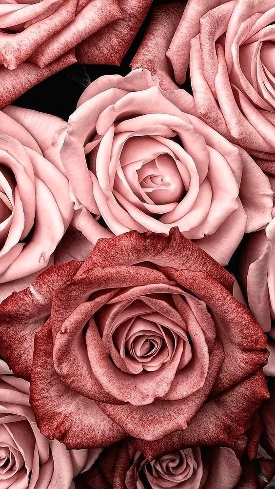 22+ Beautiful Rose Wallpaper iPhone Backgrounds - Everything Abode