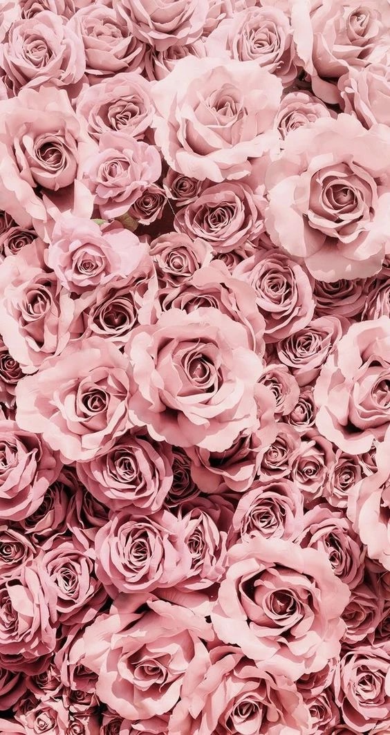50 Gorgeous Rose Wallpapers For iPhone  The Mood Guide