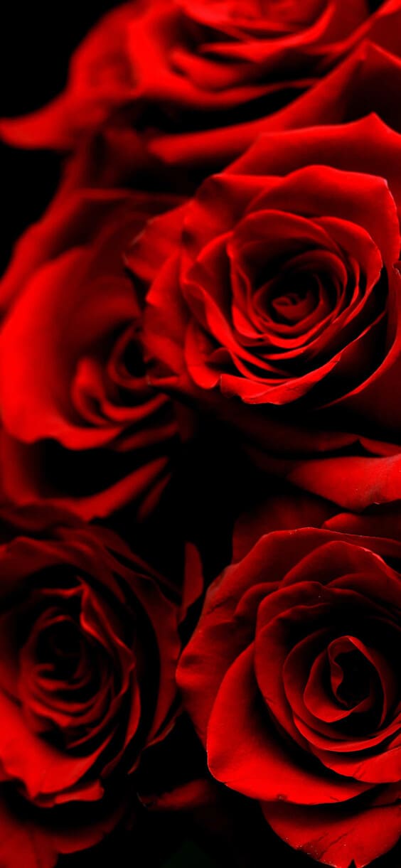 20000 Beautiful Free Rose Wallpapers HD  Pixabay