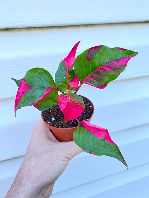 Alternanthera 'Party Time' Plant, pink indoor house plant