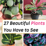 Beautiful Indoor Houseplants