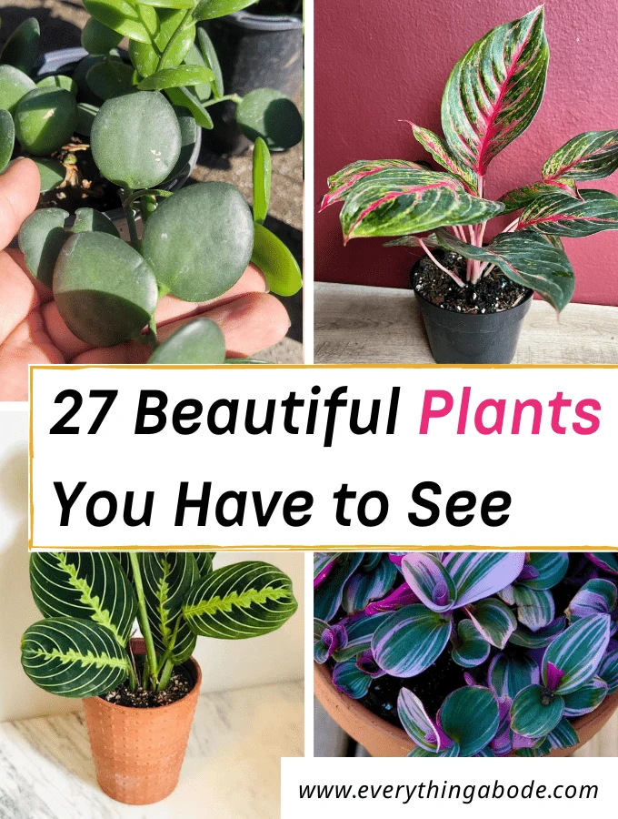 Beautiful Indoor Houseplants