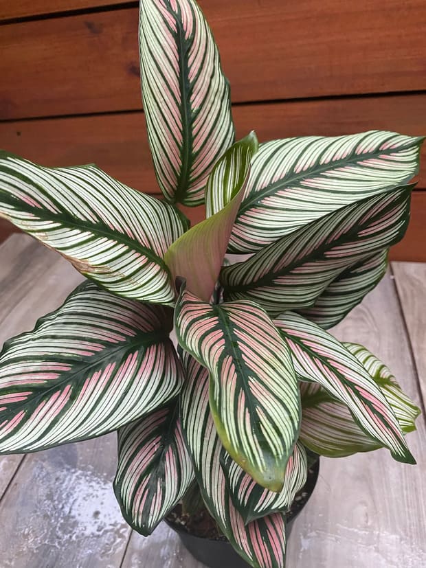 Calathea Majestica White Star