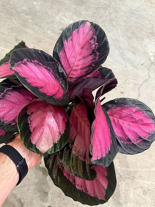 Calathea Rosy