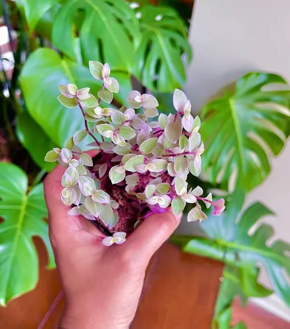 Callisia Repens Tradescantia (Pink Panther) beautiful houseplant