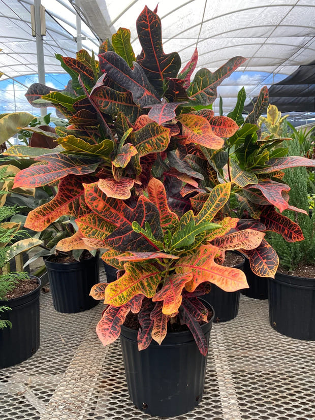 Croton Petra Plant