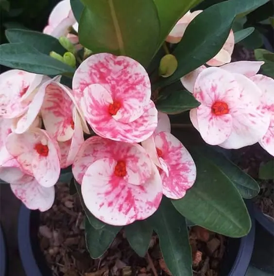 Euphorbia 'Crown Of Thorns' Plant