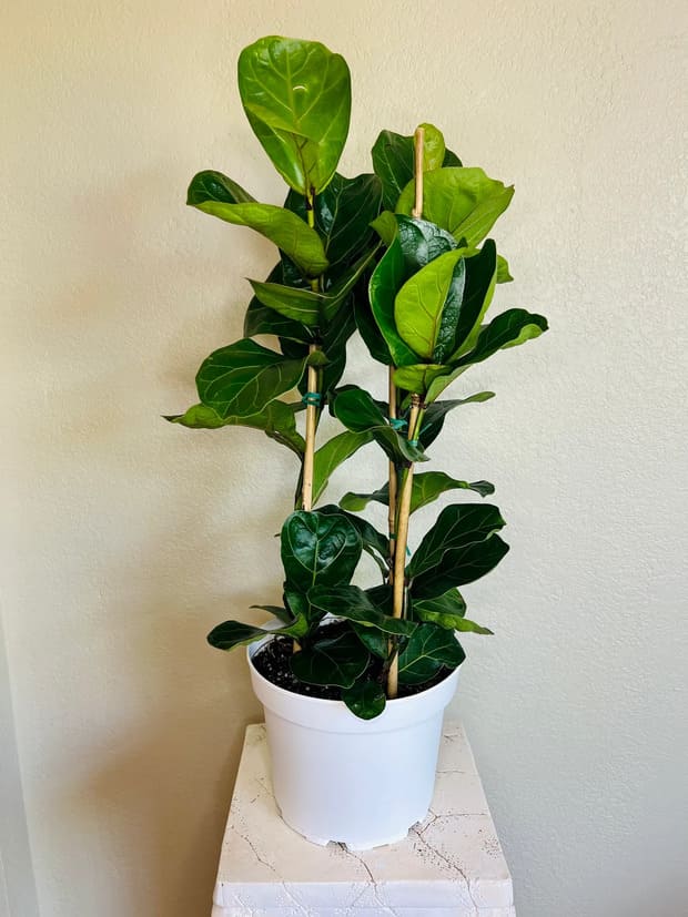 Fiddle-leaf houseplant