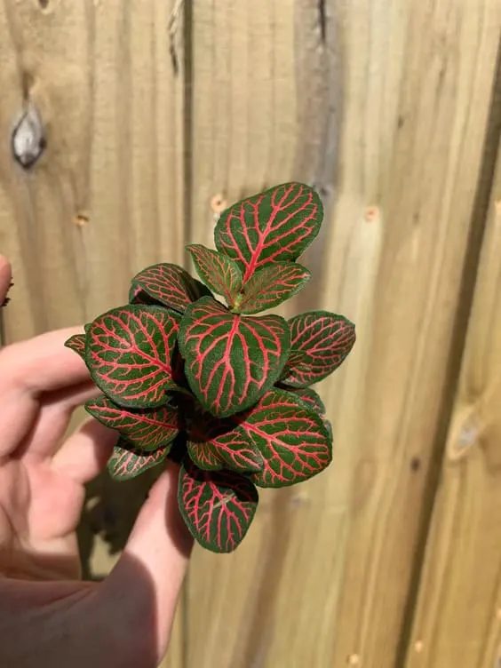 Fittonia Pink Red Vein Plant