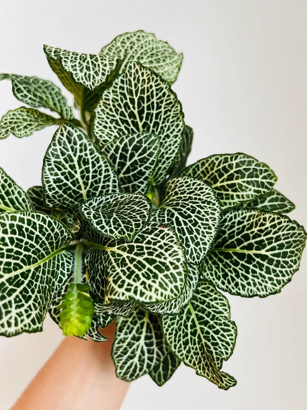 Fittonia Snow White Nerve Plant -