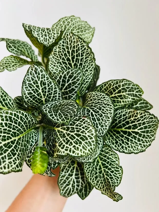 Fittonia Snow White Nerve Plant -