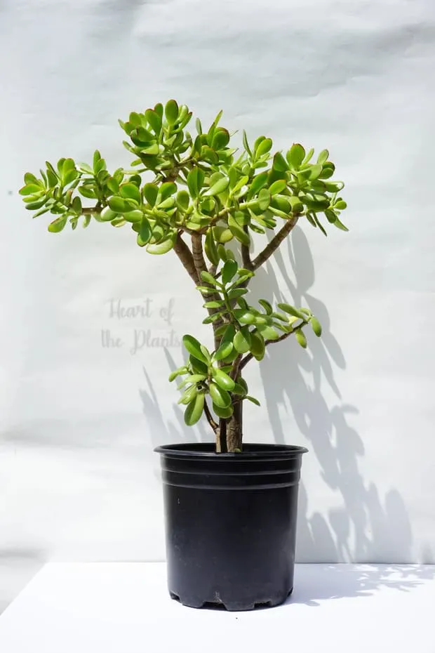 Jade Tree Plant beautiful