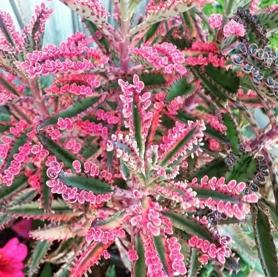 Kalachoe Delagoensis beautiful pink houseplant