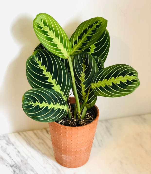 Lemon Lime Prayer Plant